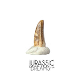 S219 - Top Rare Dromaeosaurid Raptor Theropod Dinosaur PREMAXILLARY Tooth - Judith River Fm