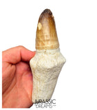 S249 - Stunning Enormous Prognathodon Curii (Mosasaur) Rooted Tooth - Late Cretaceous Rare Mosasaur Species