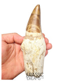 S317 - Outstanding "Mosasaurus hoffmanni" Rooted Tooth - Late Cretaceous - Rare Mosasaur Species