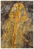 J567 - Museum Grade Rare Jeholotriton paradoxus - Primitive Jurassic Salamander - Daohugou Beds