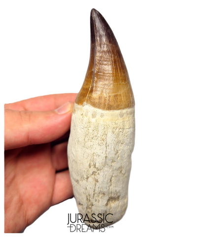 S258 - Outstanding Huge Thalassotitan atrox (Largest known mosasaur species) Rooted Tooth - Late Cretaceous