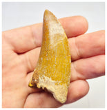 1384 - Nicely Preserved Carcharodontosaurus saharicus Dinosaur Tooth