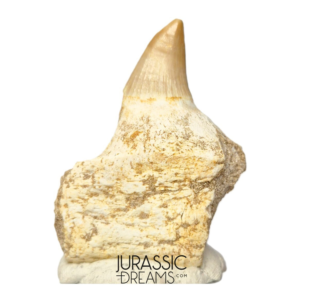 S305- Finest Grade Gavialimimus almaghribensis (Rare Mosasaur species) Tooth in Maxilla bone