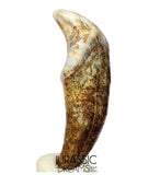 S397 - Nicely Preserved Huge Ice Age Cave Bear (Ursus spelaeus) Pre-Canine Tooth