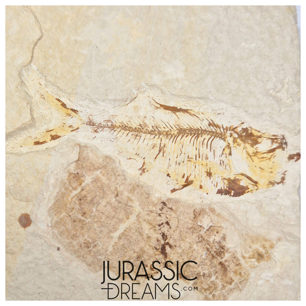 S437 - Nicely Preserved "Diplomystus dentatus" Fossil Fish - Eocene Age from USA