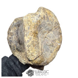 20235 - Huge Atlasaurus imelakei Sauropod Vertebra Bone - El Mers Fm