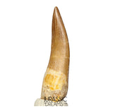 S416 - Stunning Large Zarafasaura oceanis (Elasmosaur) Partially Rooted Tooth - Late Cretaceous