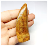 1331 - Huge Carcharodontosaurus saharicus Dinosaur Tooth - Cretaceous KemKem Beds