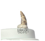 S417 - Top Rare Acheroraptor temertyorum (Dromaeosaurid Raptor Theropod) Dinosaur Tooth - Lance Creek Fm