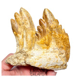 J526 - Huge Basilosaurid cf Pappocetus (Whale Ancestor) Molar Teeth in Partial Dentary Bone
