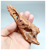 1138 - Top Rare Calamopleurus africanus Cretaceous Fish Skull Bone KemKem Beds
