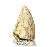 S353 - Nicely Preserved Majungasaurus crenatissimus Abelisaurid Dinosaur Tooth - Late Cretaceous