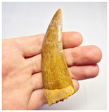 1382 - Huge Carcharodontosaurus saharicus Dinosaur Tooth - Cretaceous KemKem Beds