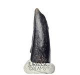 J140 - Top Rare Alvarezsaurid Theropod Dinosaur Claw - Lower Cretaceous Elrhaz Fm