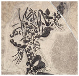 S289 - Interesting Genuine Partially disarticulated Keichousaurus hui skeleton Early Triassic Marine Reptile