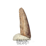 J112 - Rare Juvenile Spinosaurid Dinosaur (cf Suchomimus) Foot Claw - Elrhaz Fm