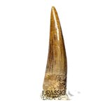 S350 - Gem Grade Suchomimus tenerensis Spinosaurid Dinosaur Tooth - Cretaceous Elrhaz Fm