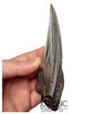J419 - Outstanding Huge Serrated Megalodon Shark Tooth - Miocene - South Carolina
