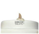 S331 - Tiny Lovely Dromaeosaurid Raptor Theropod Dinosaur Tooth - Judith River Fm