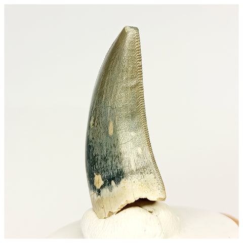 1320 - Gem Grade Afrovenator abakensis Megalosaurid Dinosaur Tooth Jurassic Tiouraren Fm