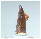 1057 - Gem Grade Carcharodontosaurus saharicus 1.45'' Dinosaur Tooth