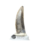 20030 - Large Kryptops palaios Abelisaurid Theropod Dinosaur Tooth - Cretaceous Elrhaz Fm