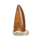 S313 - Rare Abelisaurid (cf Rugops sp) Premaxillary Dinosaur Tooth - Cretaceous KemKem Beds