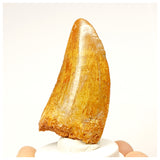 1338 - Nicely Preserved Carcharodontosaurus saharicus Dinosaur Tooth