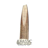 S63 - Top Rare Nigersaurus taqueti Sauropod Dinosaur Tooth