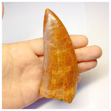 1313 - Huge Carcharodontosaurus saharicus Dinosaur Tooth - Cretaceous KemKem Beds