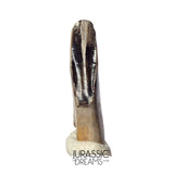 J477 - Tyrannosaur Dinosaur Tooth - Nanotyrannus Premaxillary Tooth (cf Aublysodon) - Hell Creek Fm