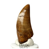 J566 - Tyrannosaur Dinosaur Tooth - Nanotyrannus sp - Late Cretaceous - Lance Creek Fm