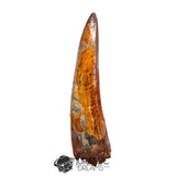 20018 - Top Huge Carcharodontosaurus saharicus Dinosaur Tooth