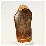 1353 - Huge Jobaria Sauropod Dinosaur Tooth Jurassic Tiouraren Fm