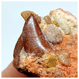 1039- Nice Carcharodontosaurus saharicus 0.94'' Dinosaur Tooth in Natural Matrix