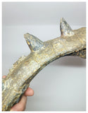 1199 - Museum Grade Spicomellus afer Oldest Ankylosaurian Dinosaur Complete Spiny Rib - El Mers Fm