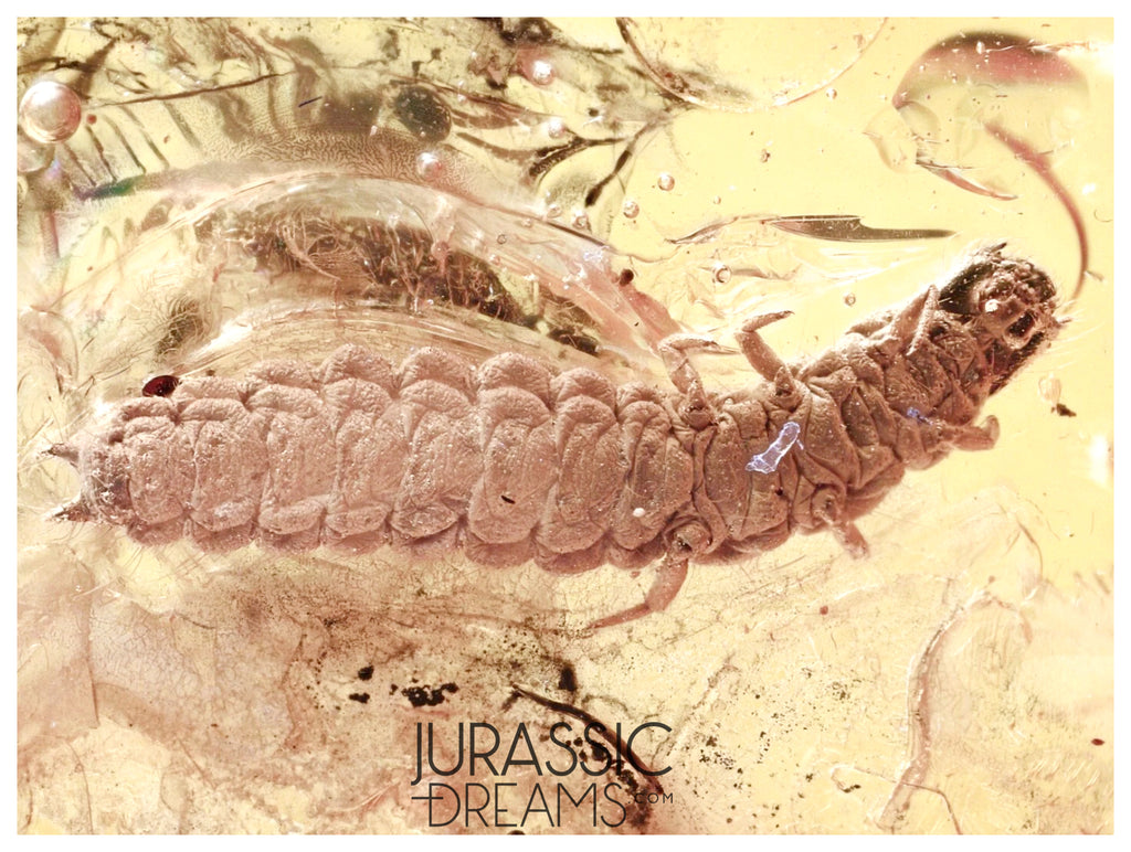 J11 - Great LARVAE Soft-Wing Flower Beetle MELYRIDAE Fossil Inclusion Genuine BALTIC AMBER + HQ Picture