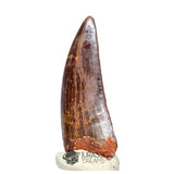 20041 - Gem Grade Carcharodontosaurus saharicus Dinosaur Tooth IN CATAWIKI AUCTION NOW