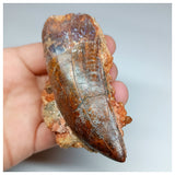 1037 - Huge Carcharodontosaurus saharicus 3.34'' Dinosaur Tooth in Natural Matrix