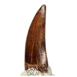 S110 - Gem Grade Carcharodontosaurus saharicus Dinosaur Tooth