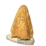 J488 - Ultra Rare Pachycephalosaurus wyomingensis Foot Claw -  Late Cretaceous - Hell Creek Fm