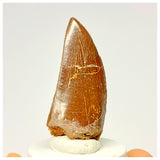 1336 - Nicely Preserved Carcharodontosaurus saharicus Dinosaur Tooth