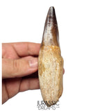 S351 - Huge Thalassotitan atrox (Largest known mosasaur species) Rooted Tooth - VISIBLE CARINA
