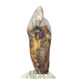 S242 - Nicely Preserved Huge Ice Age Cave Bear (Ursus spelaeus) Incisor Tooth