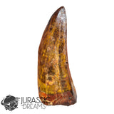 20009 - Gem Grade Carcharodontosaurus saharicus Dinosaur Premaxillary Tooth IN CATAWIKI AUCTION NOW