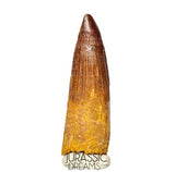 S393 - Nicely Preserved Spinosaurus aegyptiacus Dinosaur Tooth - Red Sanstone Beds