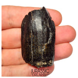 S500 - Top Huge Eusauropoda cf. Jobaria Sauropod Dinosaur Tooth - Jurassic Tiouraren Fm