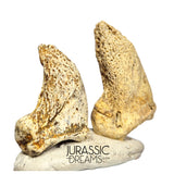 S297 - Set of 2 Huge Ice Age Cave Bear (Ursus spelaeus) Claws - Upper Pleistocene