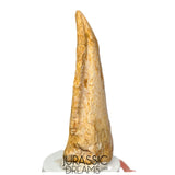 J516 - Nicely Preserved Spinosaurus aegyptiacus Dinosaur Foot Claw - Red Sanstone Beds