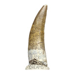 S80 - Nicely Preserved Suchomimus tenerensis Spinosaurid Dinosaur Tooth